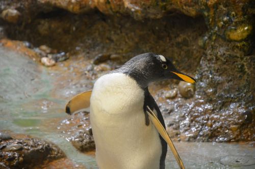 penguins animal zoo