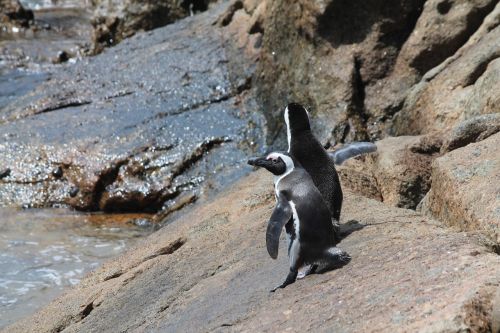 penguins south africa boulders beach