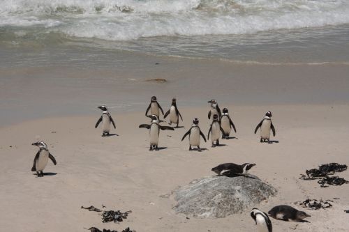 penguins bolders beach beach