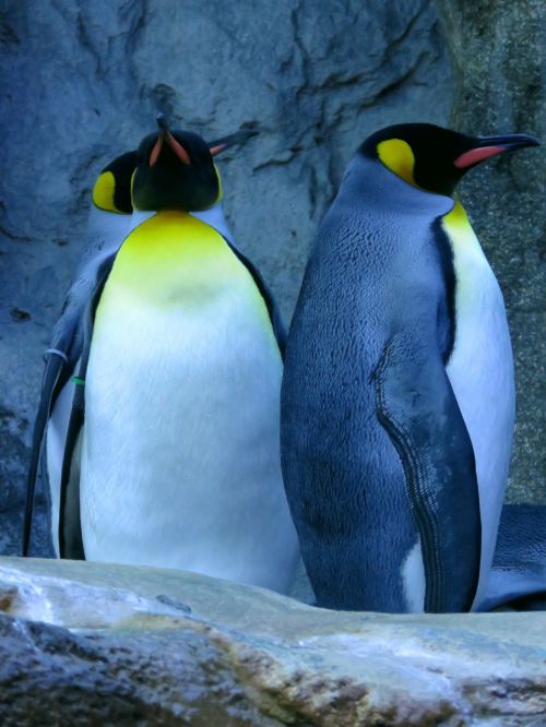 penguins king penguin calgary zoo