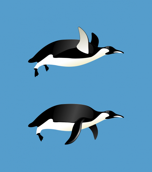 penguins flying animal