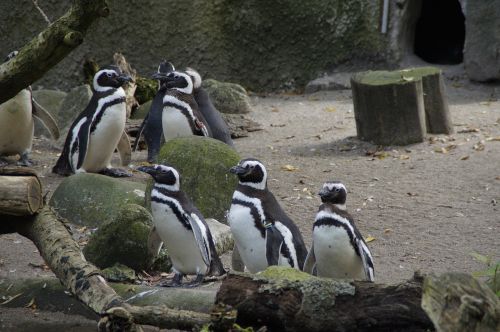 penguins zoo enclosure