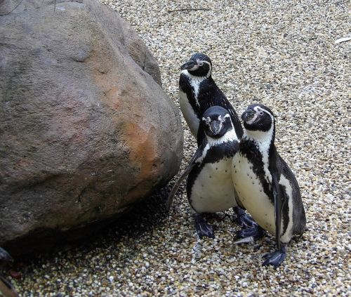 penguins trio nature