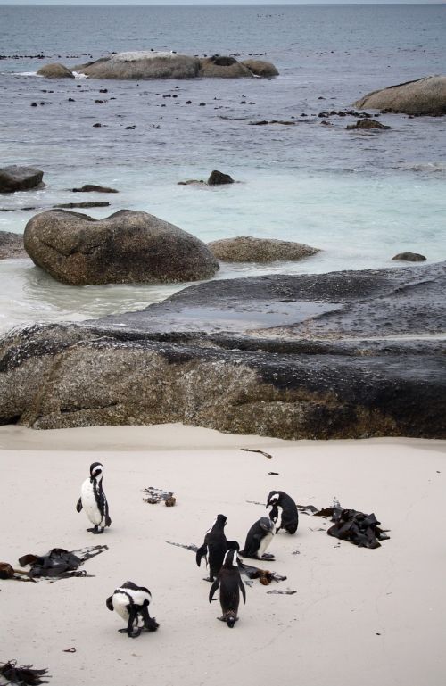 penguins south africa sea
