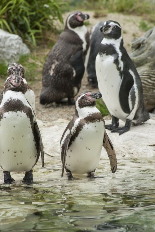 penguins animals glasses penguin