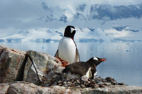 penguins birds antarctica