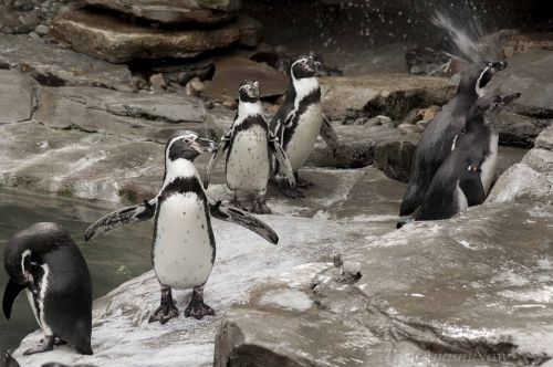 penguins bird zoo
