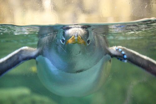 penguins aquatic birds flightless birds