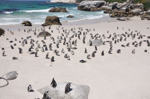 penguins penguins island nature