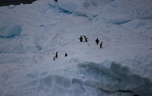 penguins antarctica penguin