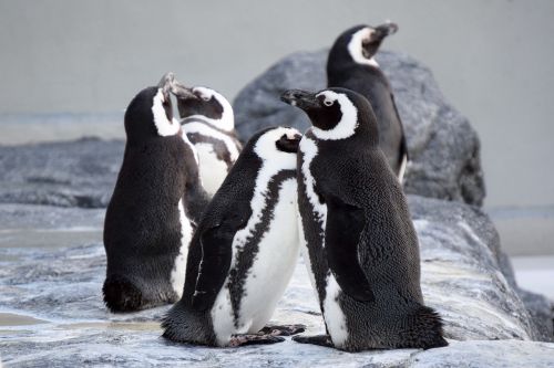 penguins together close
