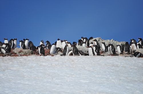 penguins antarctica blue sky
