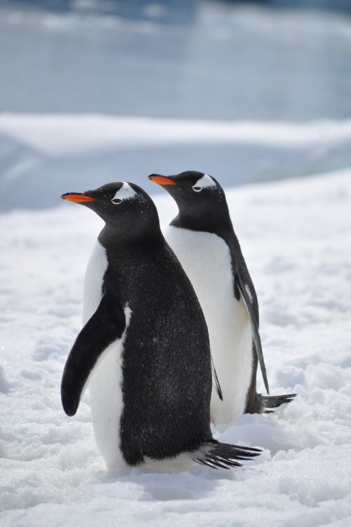 penguins antarctica bird