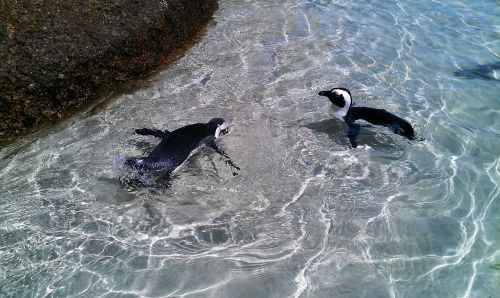 penguins birds water