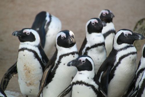 penguins penguin animal