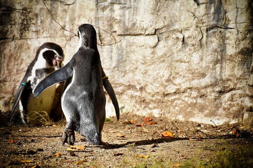 penguins  build a nest  cute