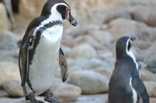 penguins birds zoo