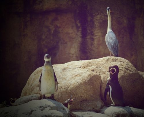 penguins zoo animals