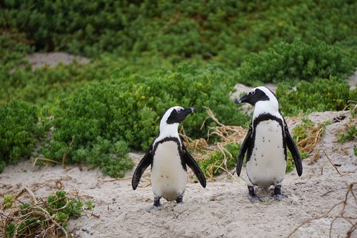penguins  bird  boulders beach