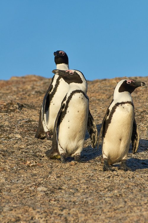 penguins  south africa  boulders beach