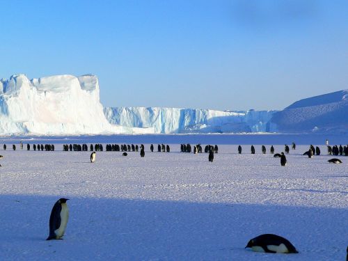 penguins emperor antarctic