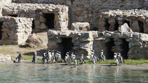 penguins catwalk zoo