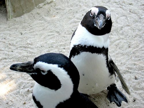 penguins zoo animal