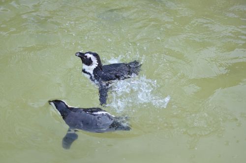 penguins water speters