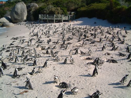 penguins beach birds