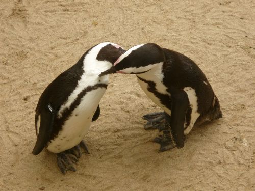penguins zoo animal world