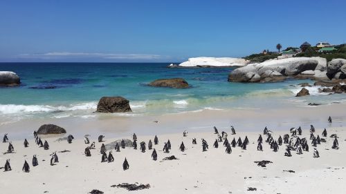penguins beach tropical