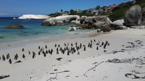 penguins beach tropical