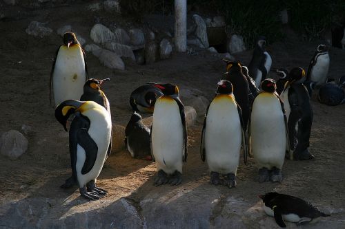 penguins birds peak