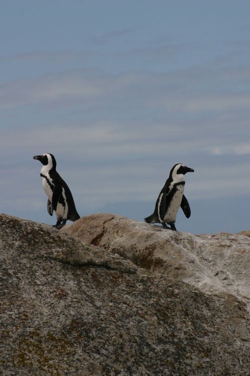 penguins animals antarctic