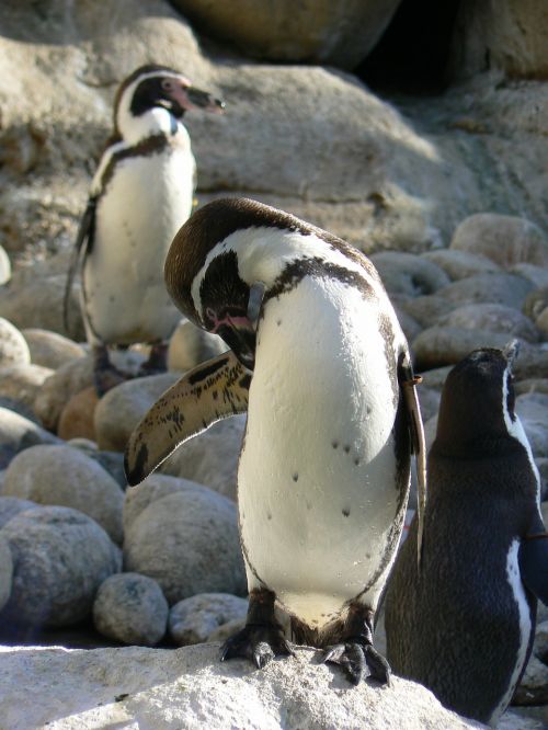 penguins pájaro bobo zoo