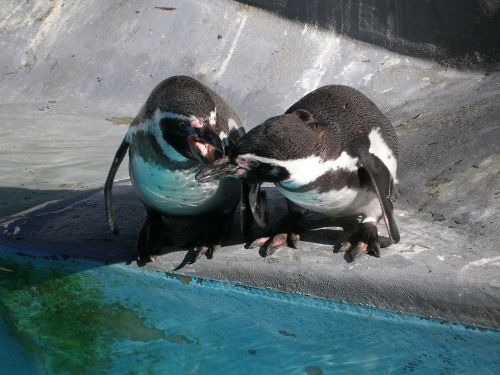 penguins animals water