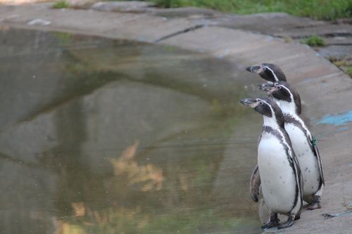 penguins humboldt penguins zoo