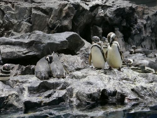 penguins nature animals