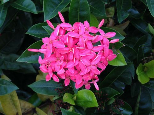 penta pink plants