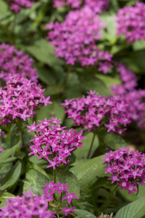 pentas flowers purple