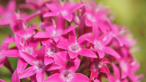 pentas lanceolata  pink  pink flowers
