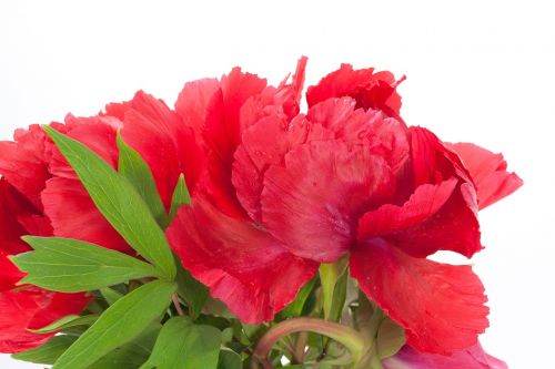 pentecost peony flower