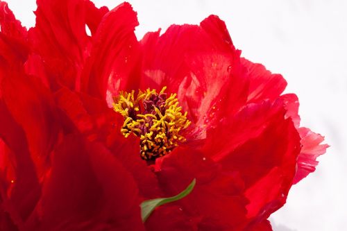 pentecost peony flower