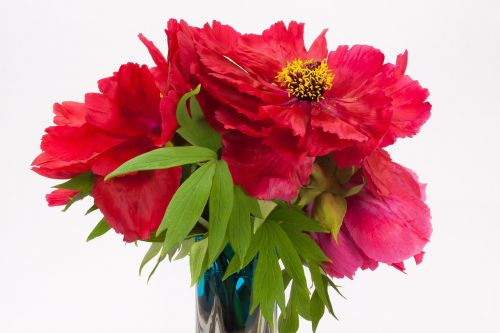 pentecost peony flower