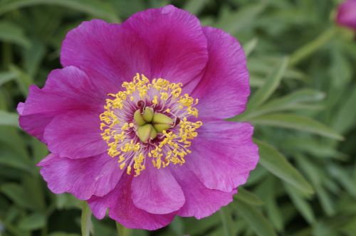 pentecost peony may