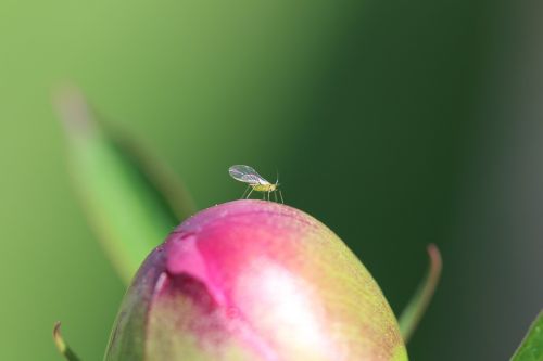 pentecost peony fly