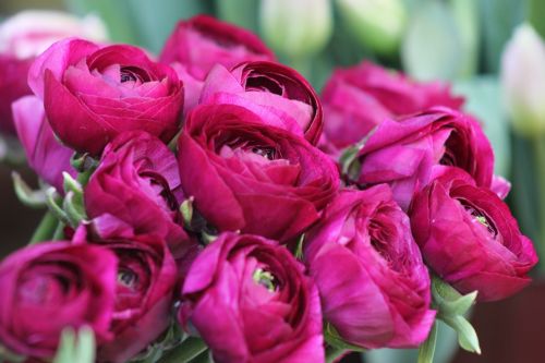 pentecost peony bush