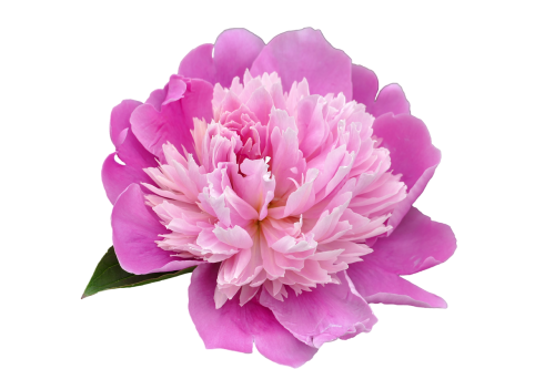 pentecost peony flower