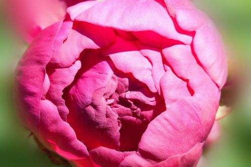 pentecost peony flower