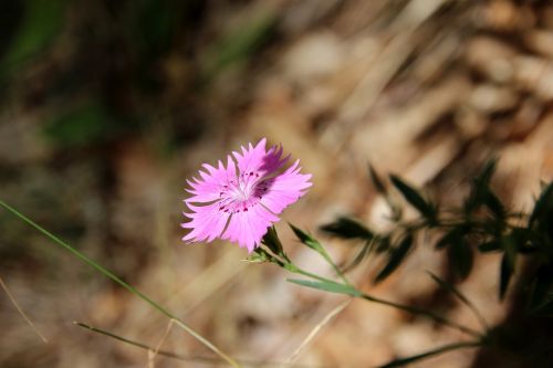 pentecostal-carnation unranked baths pink